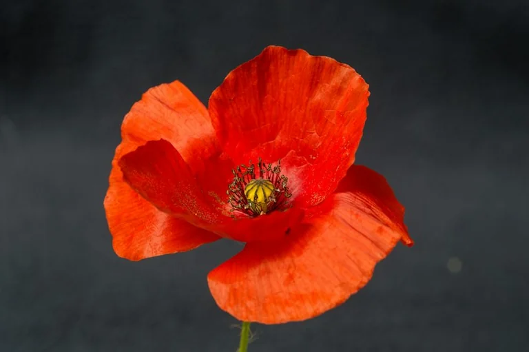 Brentwood Poppy Appeal starts 22 October at local shops